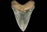 Serrated, Fossil Megalodon Tooth - Stunning Tooth #92474-1